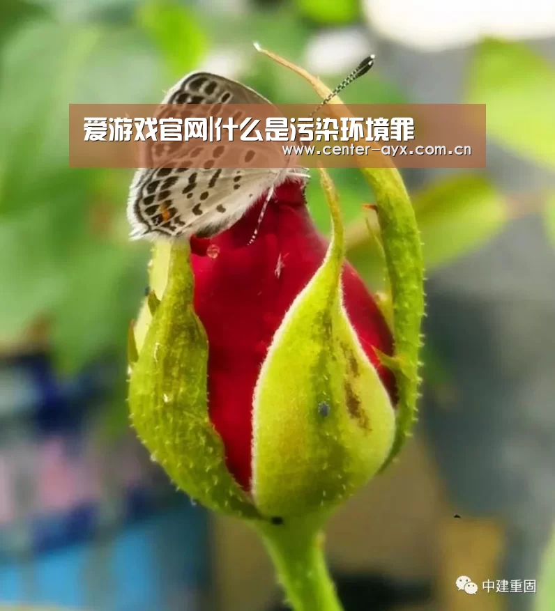 爱游戏官网|什么是污染环境罪